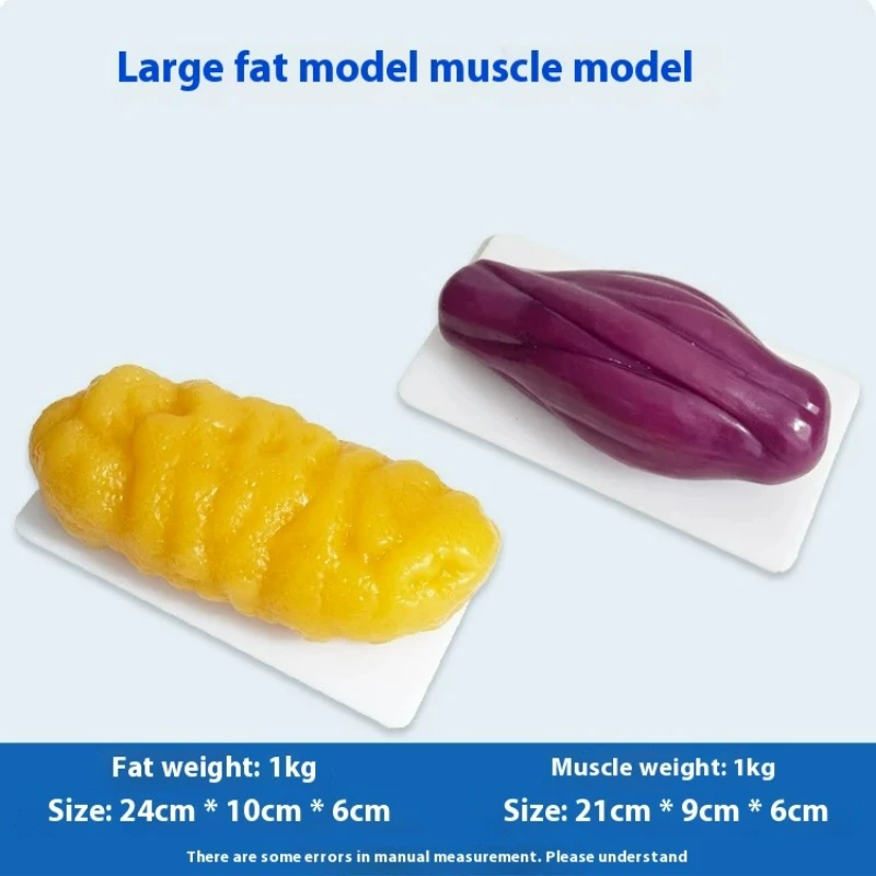 Nutrition Fitness And Health - İnsan Kası ve Yağ Replikaları Sağlık